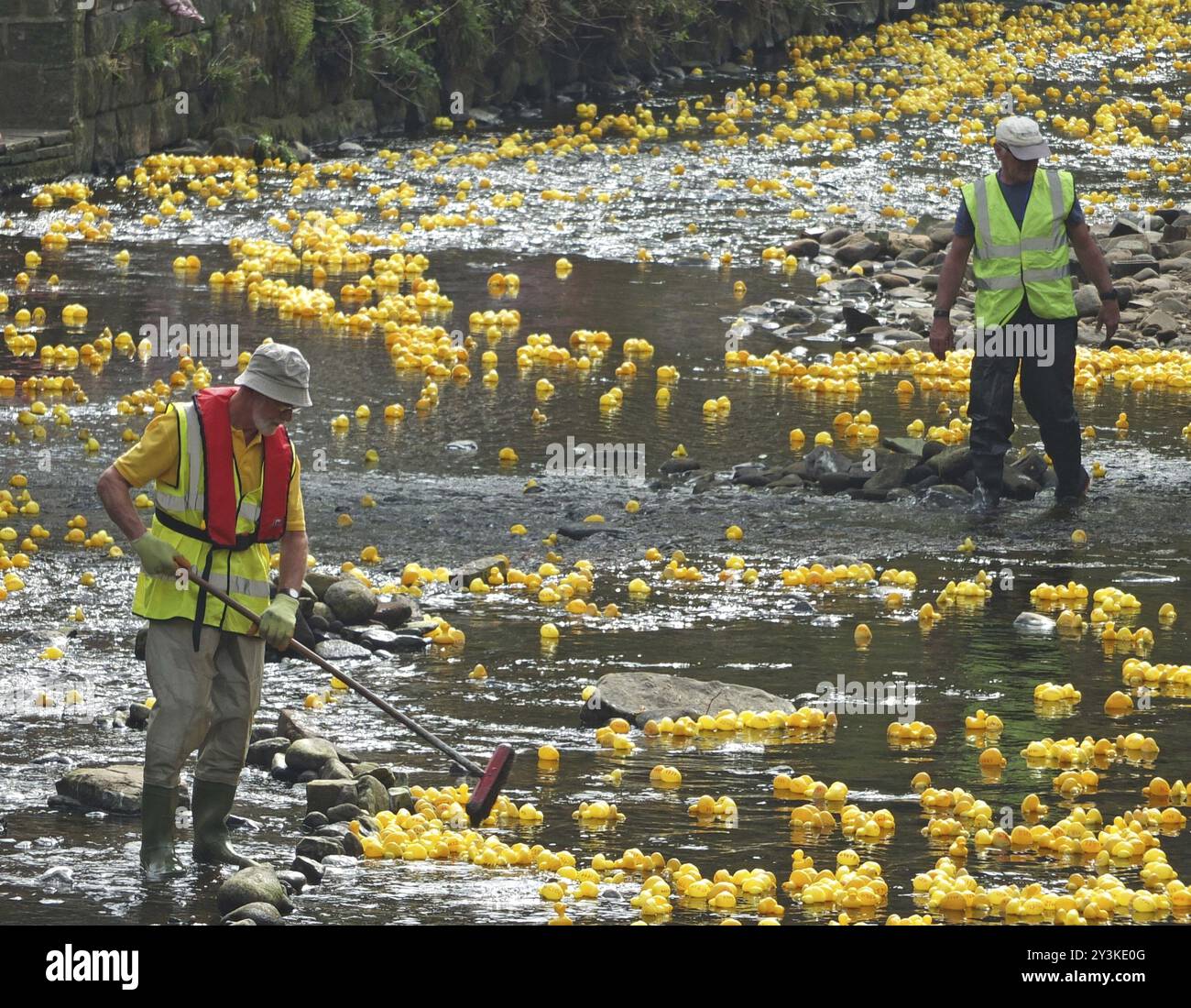 Hebden Bridge, West yorkshire, angleterre, 22 avril 2019 : bénévoles du Rotary club travaillant dans la rivière à la course annuelle de canards du pont de hebden Banque D'Images