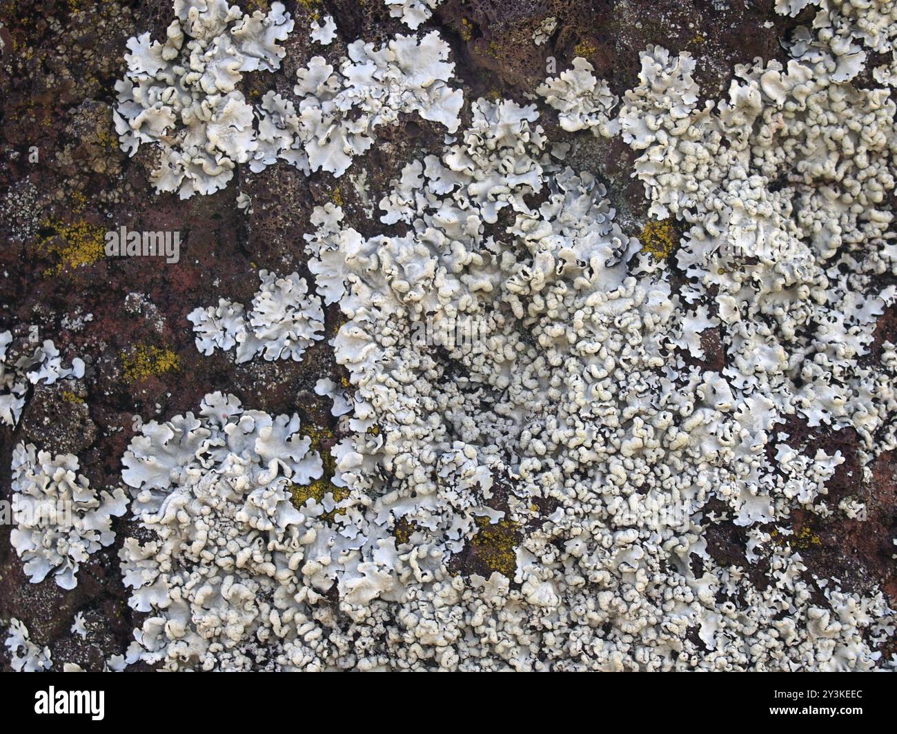Gros plan détaillé lichen blanc recouvrant une roche de grès rouge rugueuse Banque D'Images