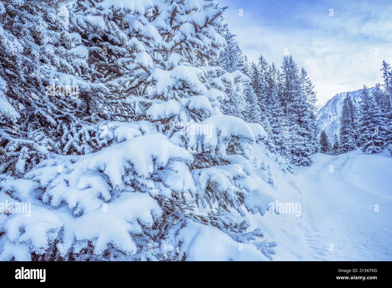 Image en gros plan avec des branches de sapin chargées de neige sur le bord d'un chemin, montagnes et forêt en arrière-plan Banque D'Images