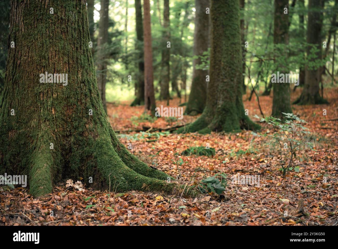 Forêt à feuilles caduques, vue d'un angle bas, avec des arbres couverts de mousse verte et une couverture de feuilles d'automne colorées sur le sol, en Allemagne Banque D'Images