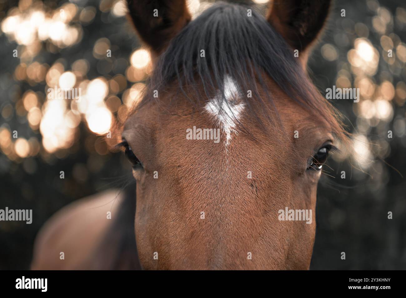 Gros plan avec le visage d'un cheval brun avec les cheveux noirs et une tache blanche sur son front, regardant droit vers la caméra, image de mise au point sélective Banque D'Images