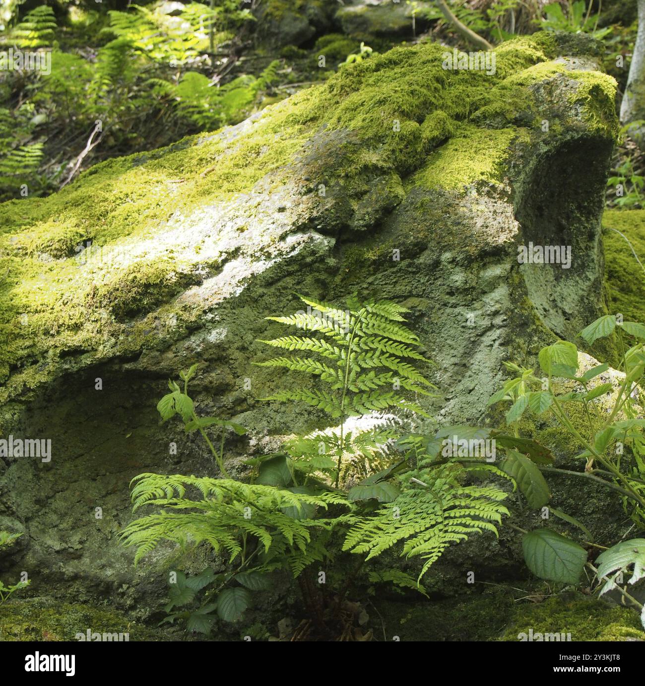 Un gros plan d'une mousse verte et de roche recouverte de lichen entouré de fougères et de plantes dans la lumière du soleil printanier brillant sur un sol forestier Banque D'Images