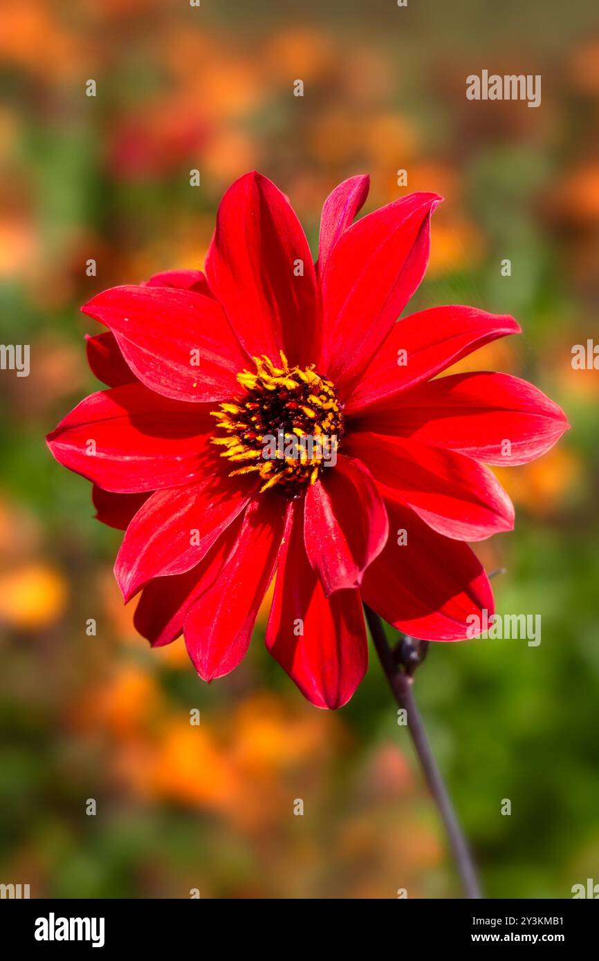 Gros plan d'une fleur de Dahlia 'évêque de Llandaff' Banque D'Images