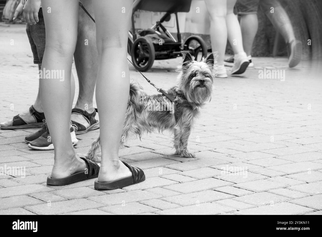 image en noir et blanc d'un chien de petite race dans la ville avec son propriétaire en laisse Banque D'Images