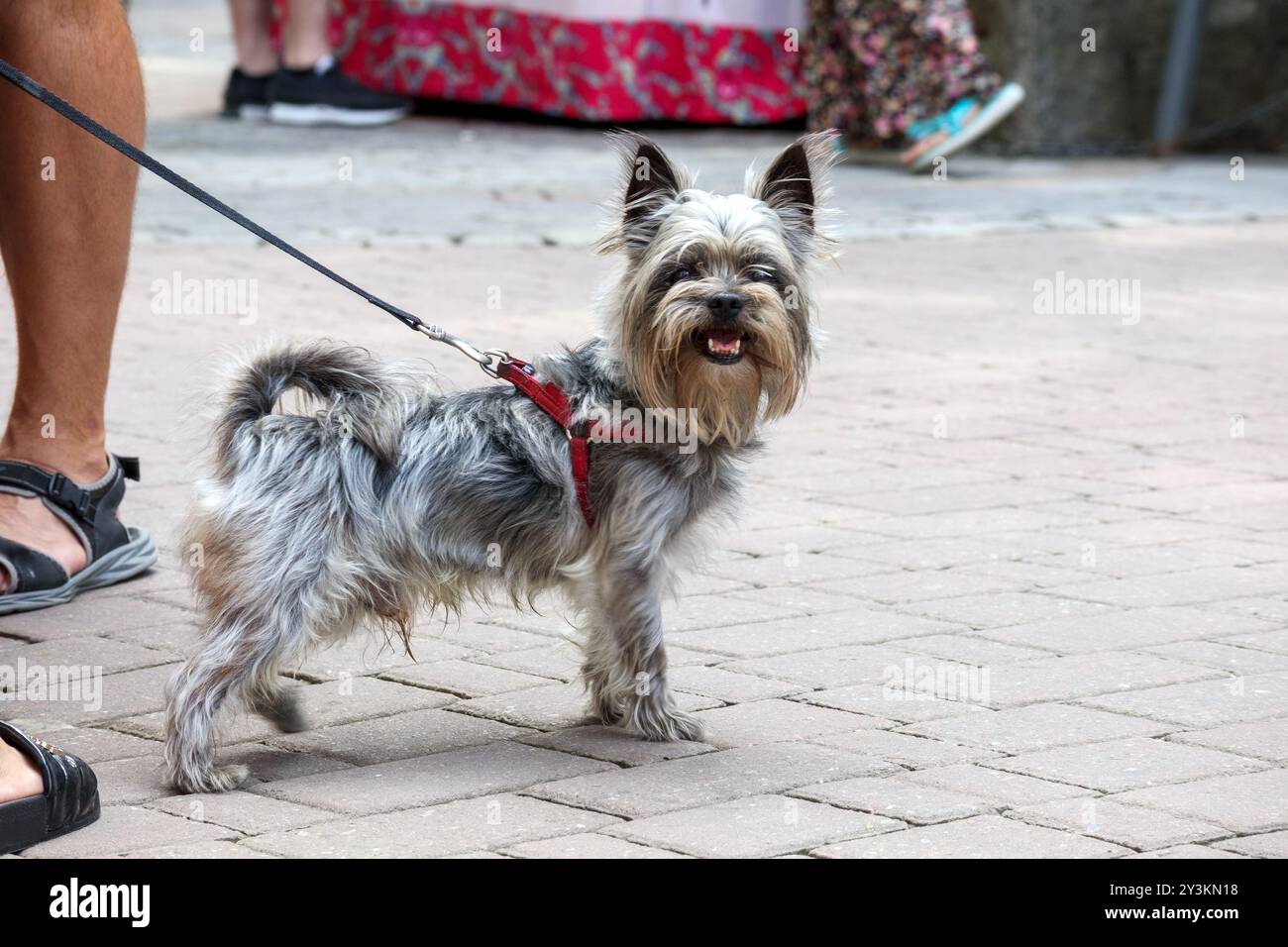 un chien de petite race dans la ville avec son propriétaire en laisse Banque D'Images