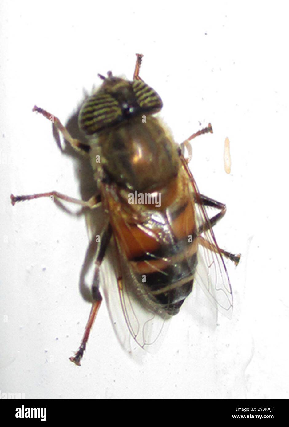 Insecte de la mouche lagune (Eristalinus taeniops) aux yeux rayés Banque D'Images