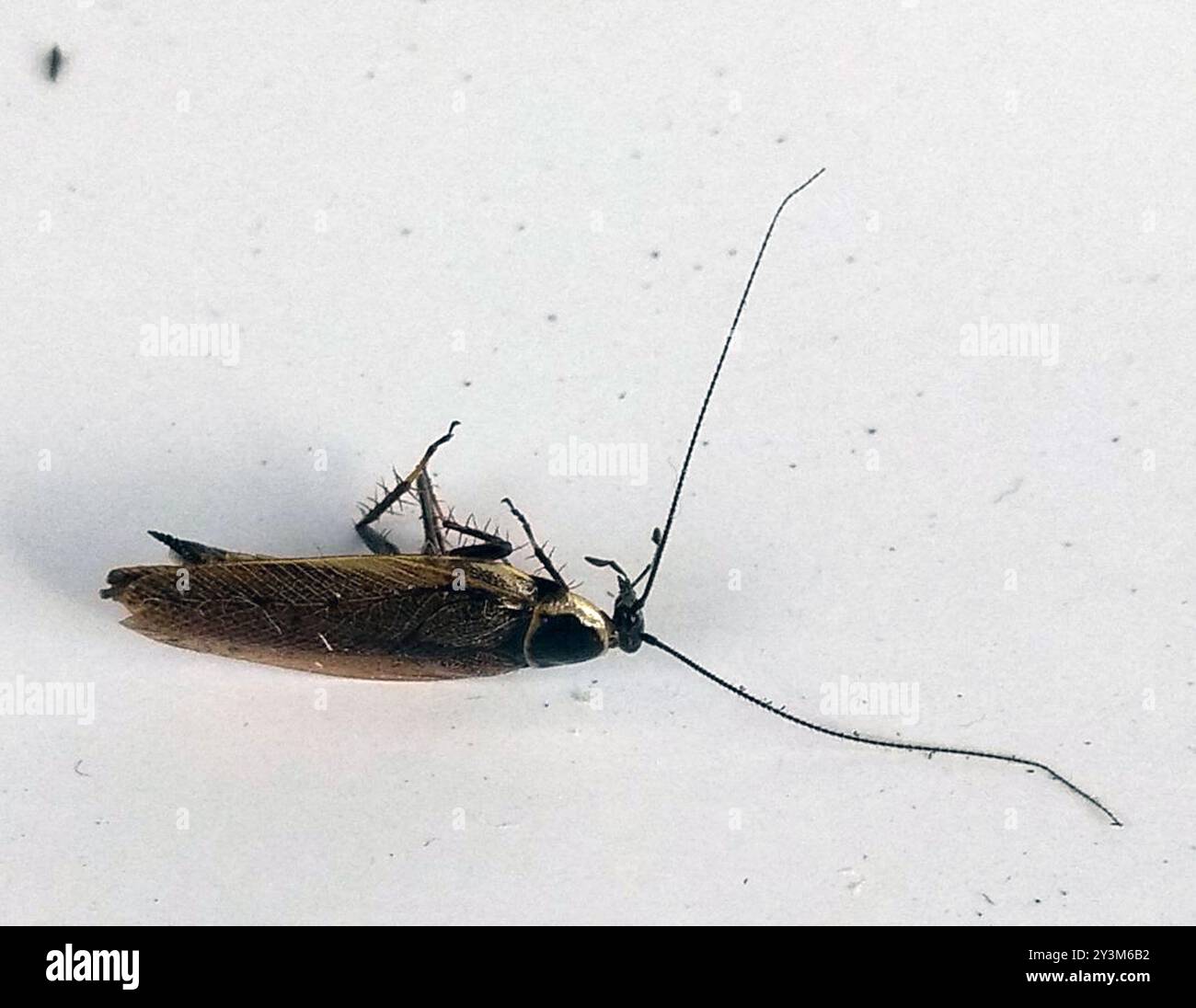 Cafard sombre (Ectobius lapponicus) Insecta Banque D'Images
