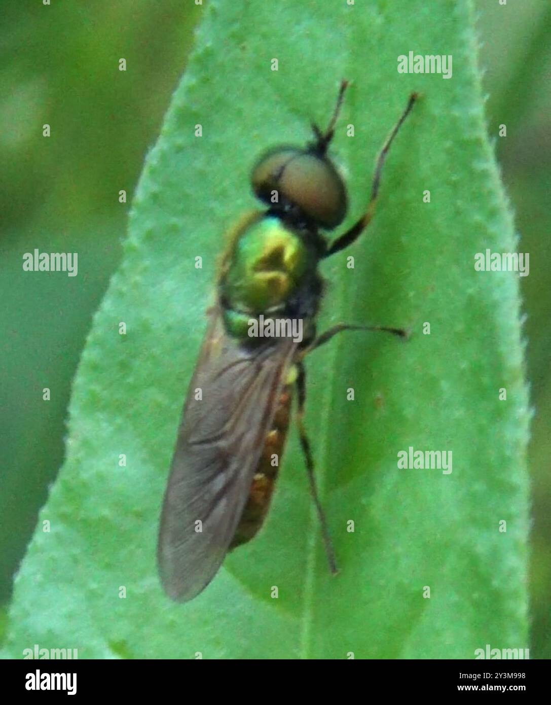 Insecte de la mouche large Centurion (Chloromyia formosa) Banque D'Images