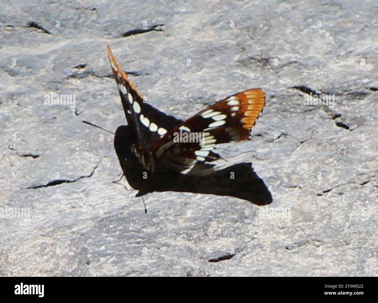 L'amiral de Lorquin (Limenitis lorquini) Insecta Banque D'Images