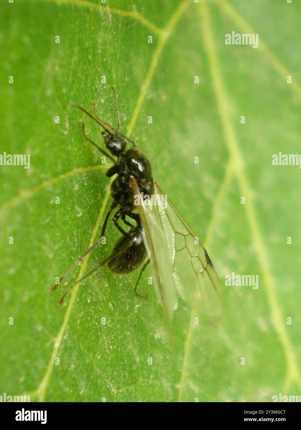 Barbary Harvester Ant (Messor barbarus) Insecta Banque D'Images