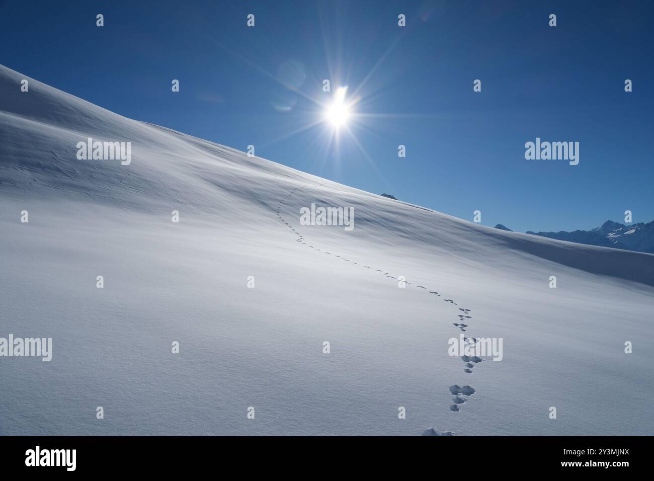 Piste / piste de lapin dans la neige profonde, autrement intacte, descendant une pente dans les alpes suisses, comme vu d'une piste de ski à Tannalp, Suisse. Banque D'Images