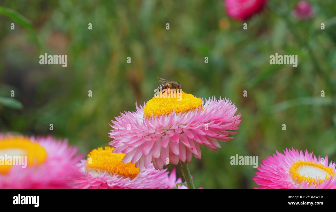 Abeille collectant le nectar de la fraise rose vibrante dans le jardin luxuriant, Banque D'Images