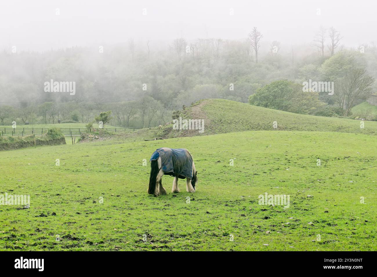 Un cheval porte une couverture dans un paysage herbeux brumeux au petit matin entouré de verdure luxuriante et de collines ondulantes. Un cheval se tient tranquillement moi Banque D'Images