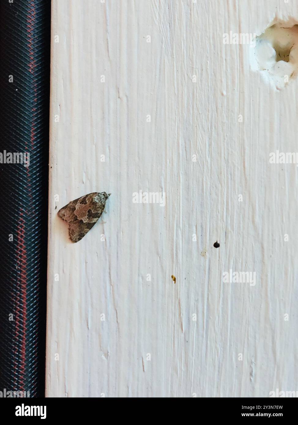 Gray Tortrix (Cnephasia stephensiana) Insecta Banque D'Images