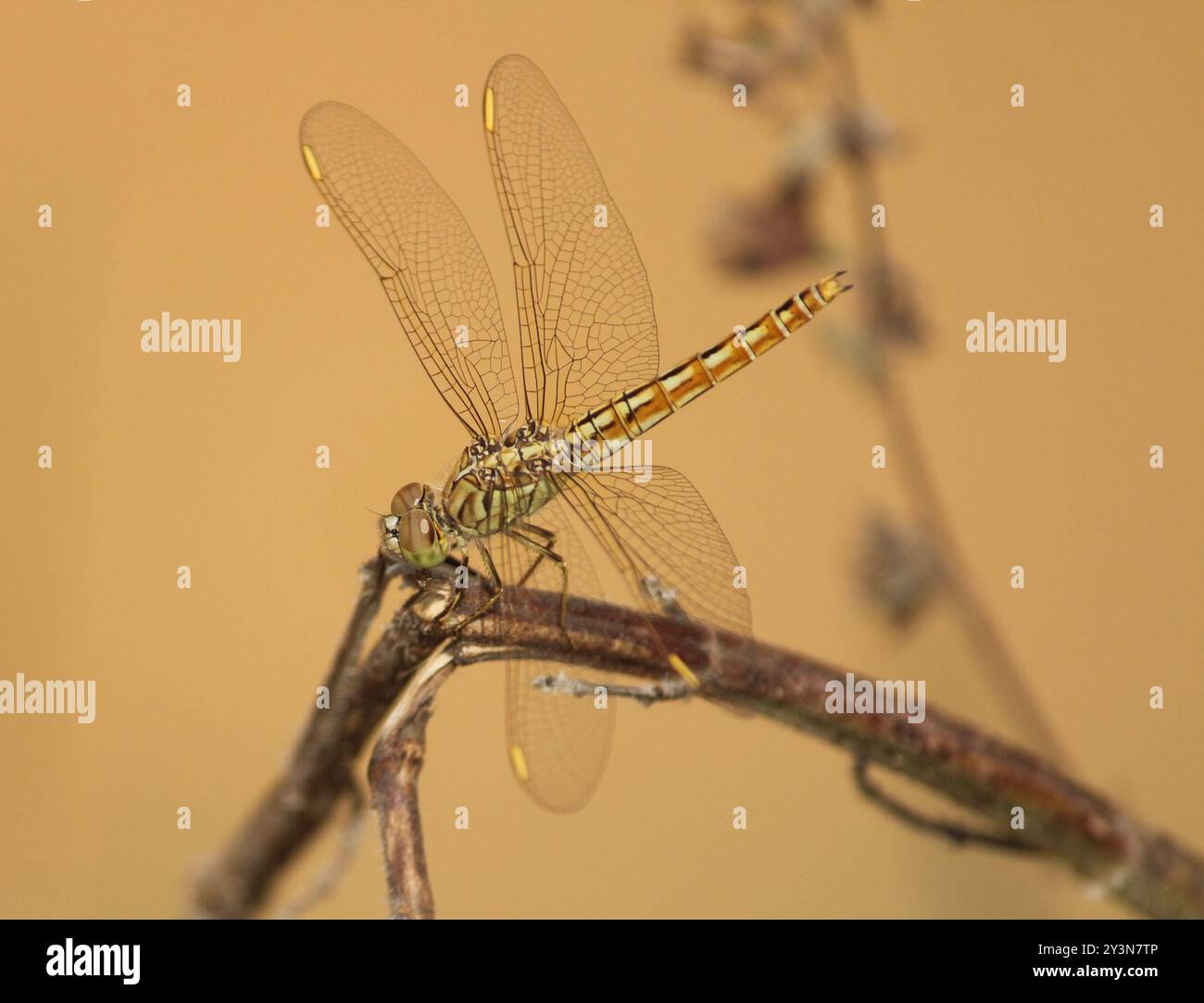 Fossé joyau (Brachythemis contaminata) insecte Banque D'Images