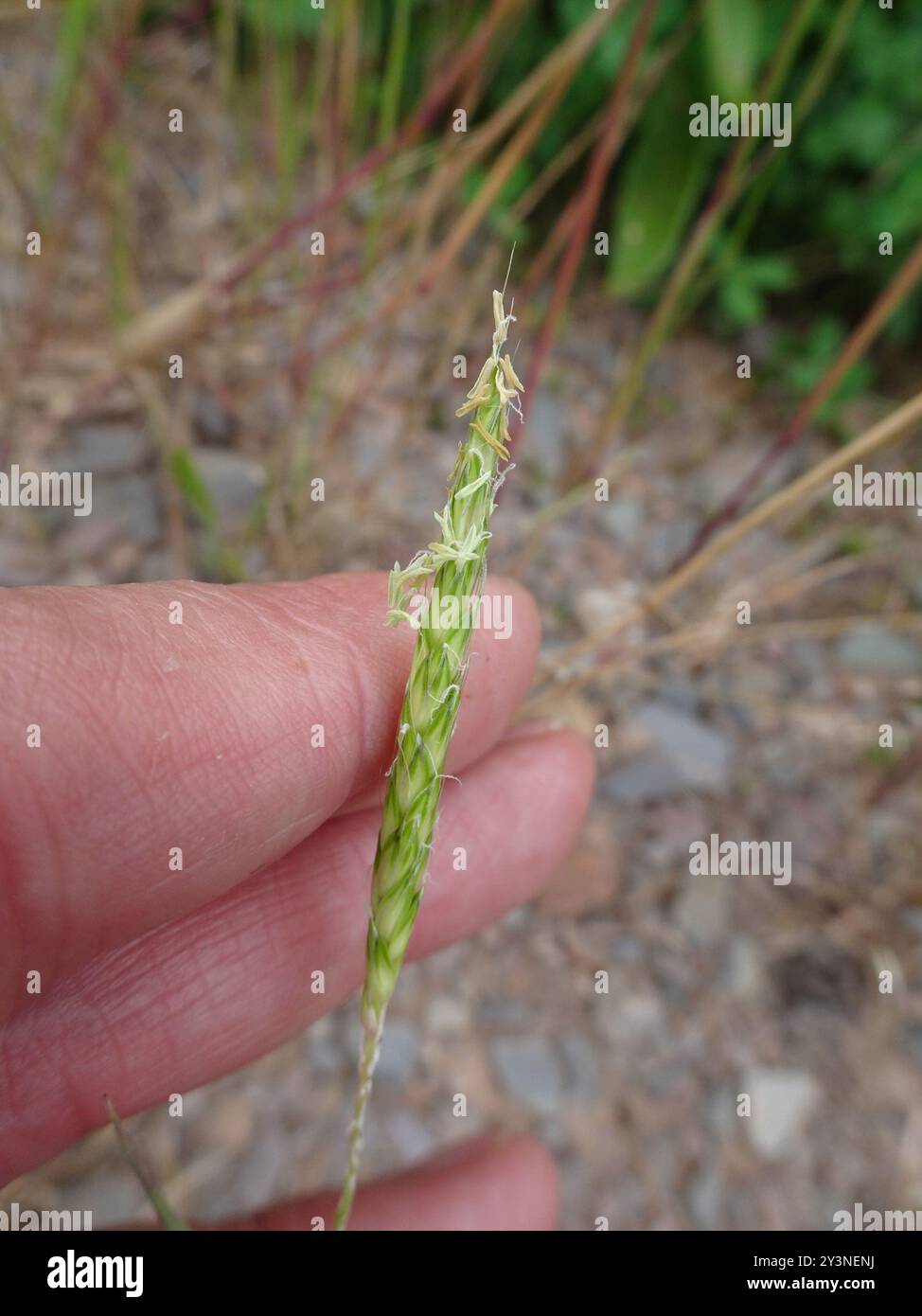 Herbe noire (Alopecurus myosuroides) Plantae Banque D'Images