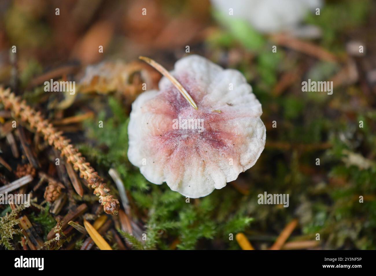 Champignons parachutes de fées (Marasmiellus candidus) Banque D'Images