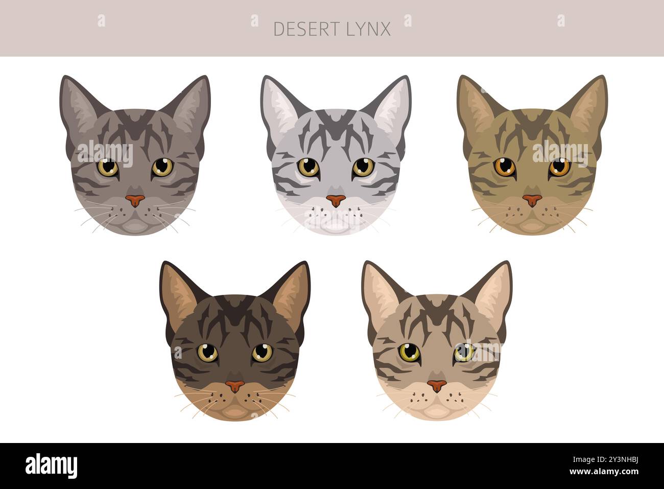 Desert Lynx Cat clipart. Toutes les couleurs de manteau sont définies. Infographie des caractéristiques de toutes les races de chats. Illustration vectorielle Illustration de Vecteur