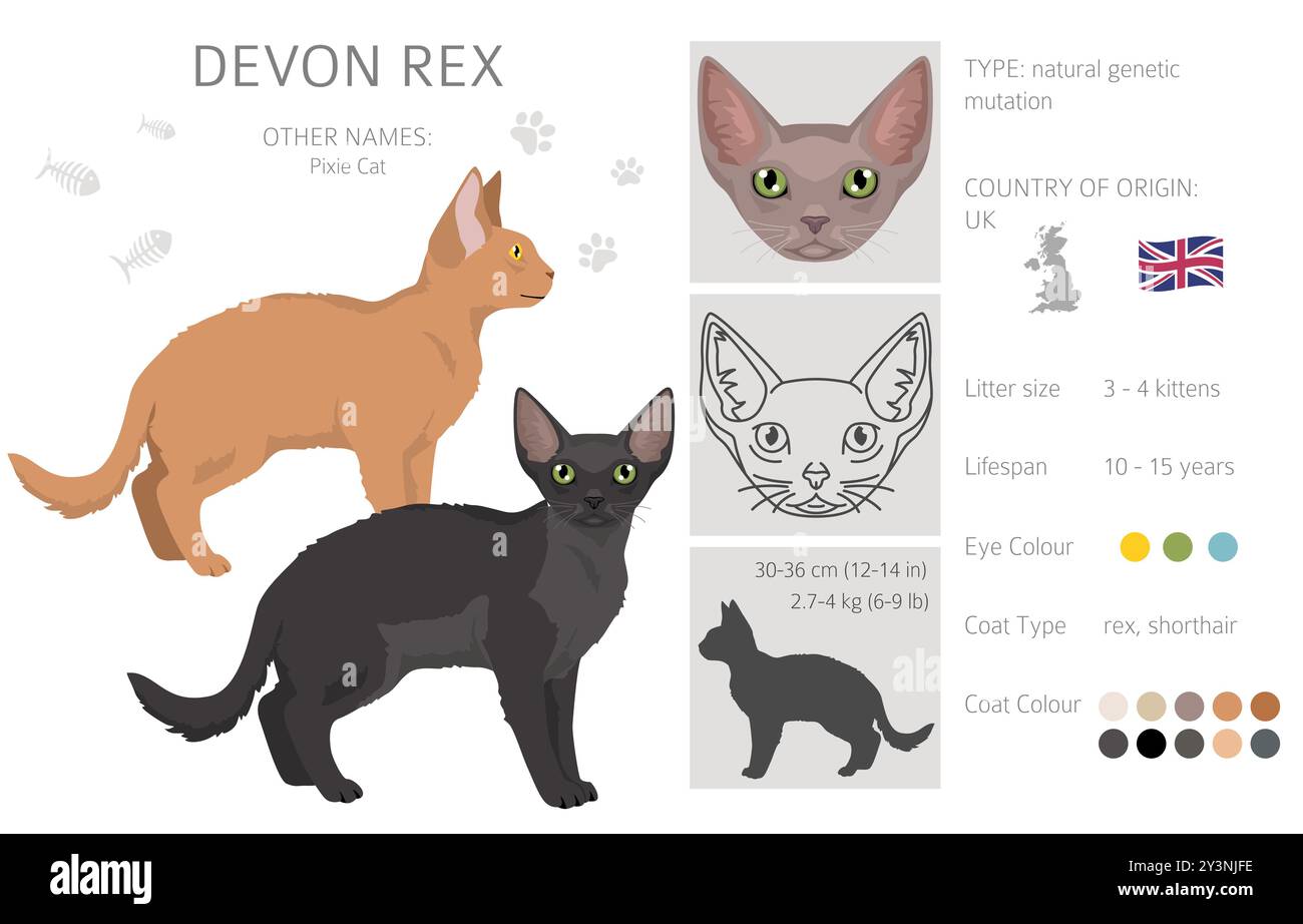 Devon Rex Cat clipart. Toutes les couleurs de manteau sont définies. Infographie des caractéristiques de toutes les races de chats. Illustration vectorielle Illustration de Vecteur