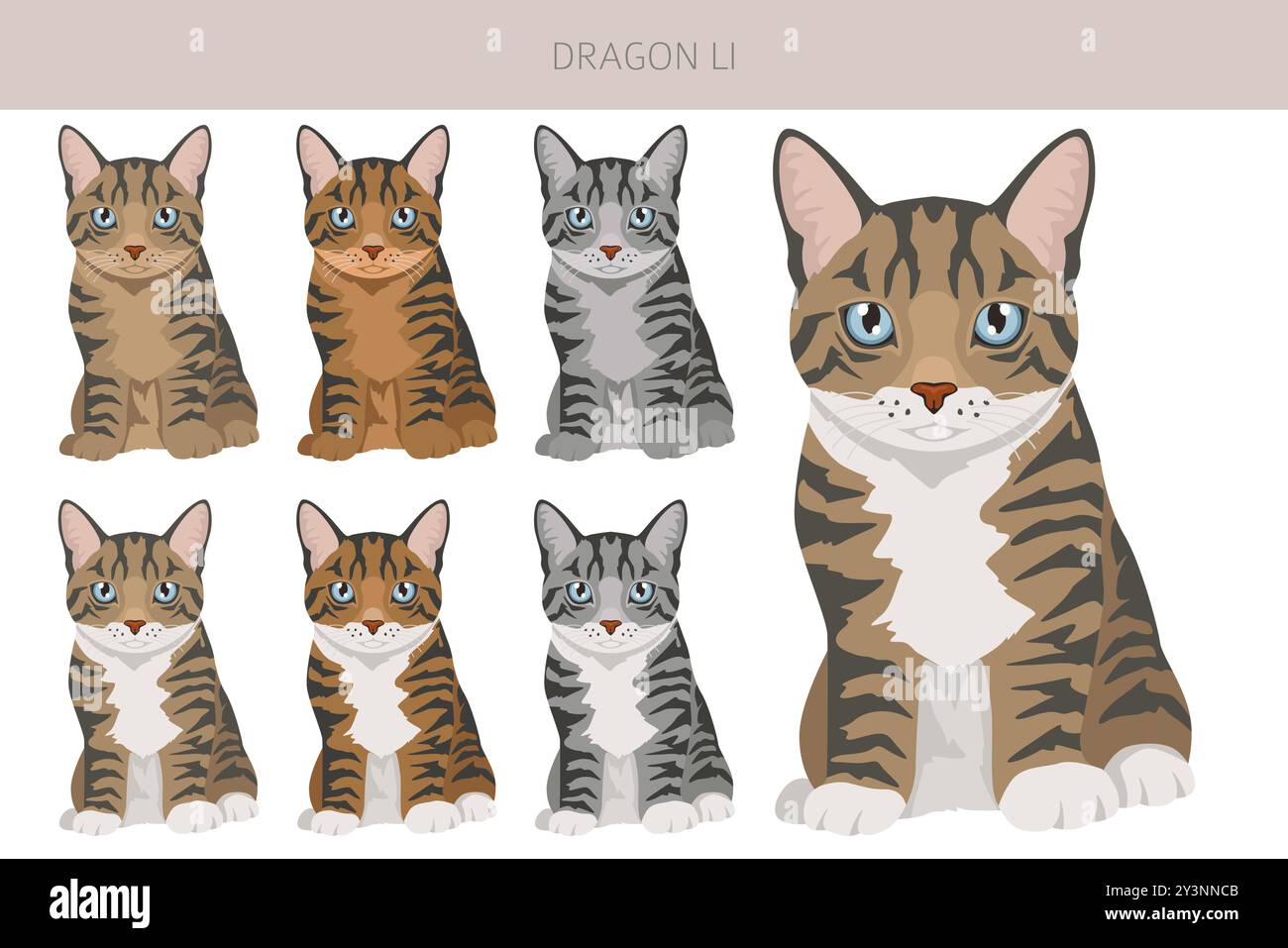 Clipart du Dragon chinois Li Cat. Toutes les couleurs de manteau sont définies. Infographie des caractéristiques de toutes les races de chats. Illustration vectorielle Illustration de Vecteur