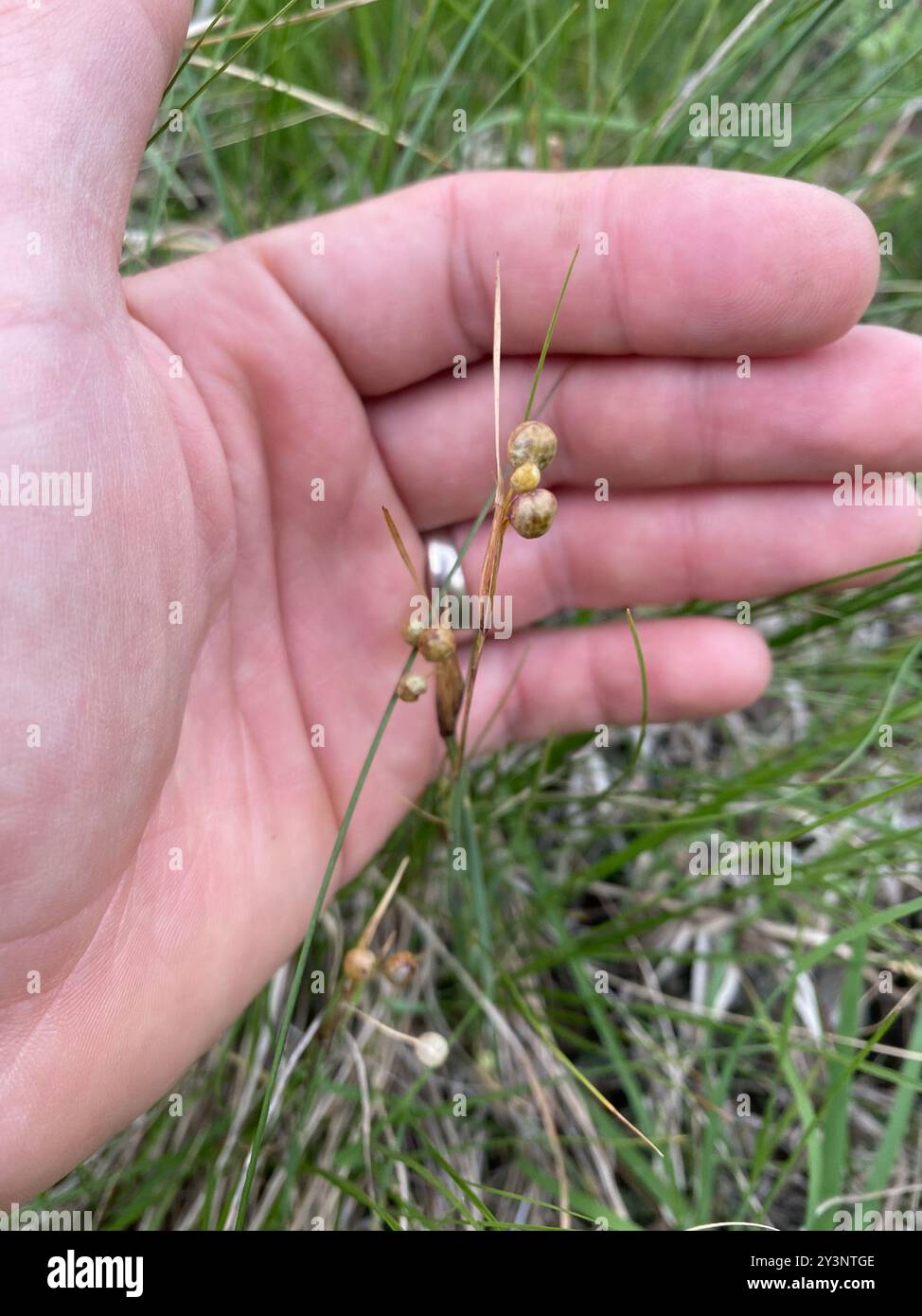 Herbe aux yeux bleus des prairies (Sisyrinchium campestre) Plantae Banque D'Images