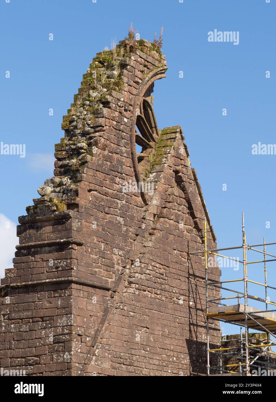 Vue en format vertical montrant une partie de l'abbaye de Sweetheart en ruines, dans le village de New Abbey, en Écosse. Les échafaudages peuvent être vus pendant que les travaux de réparation se poursuivent. Banque D'Images