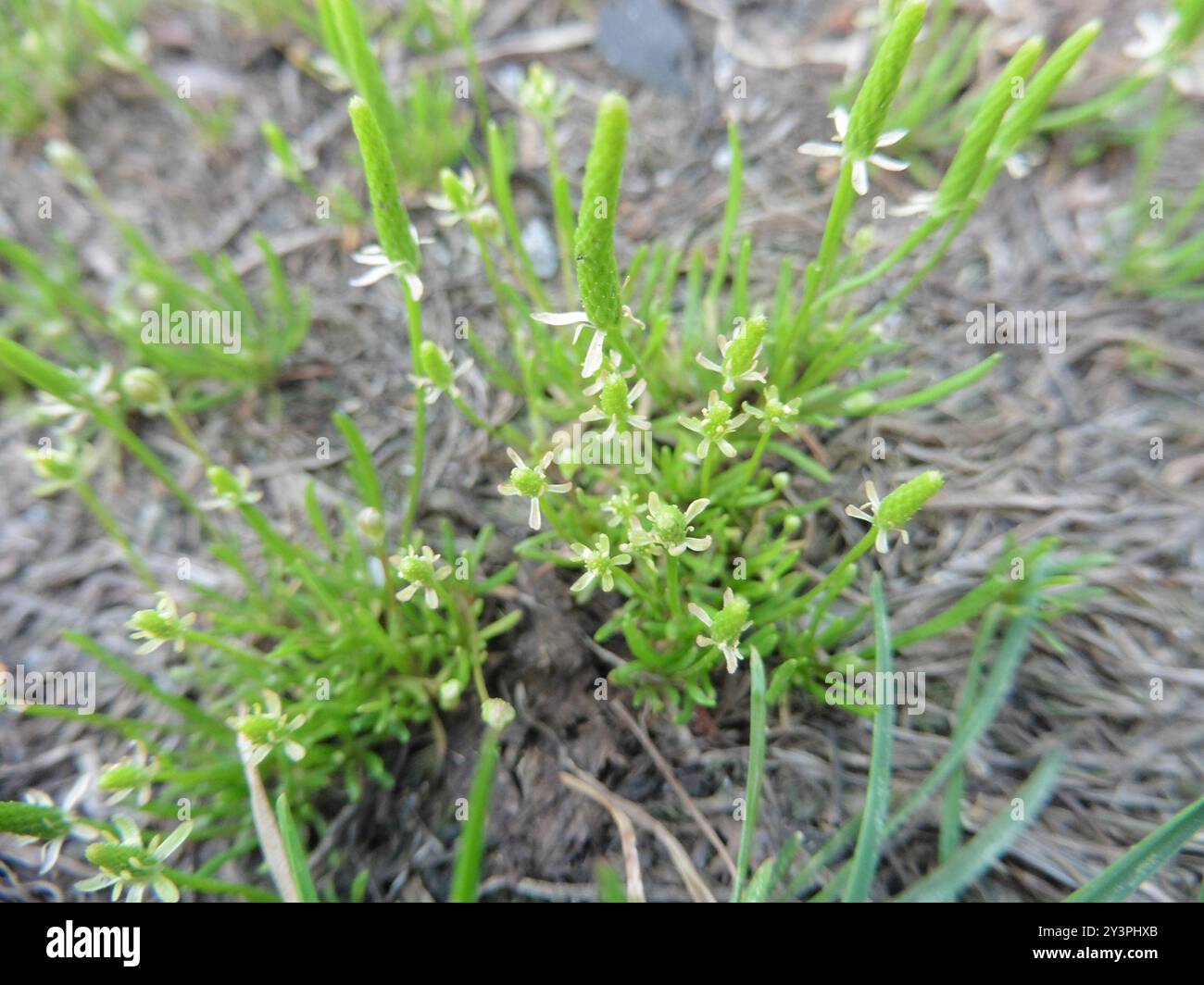 Petite queue de mousette (Myosurus minimus) Plantae Banque D'Images