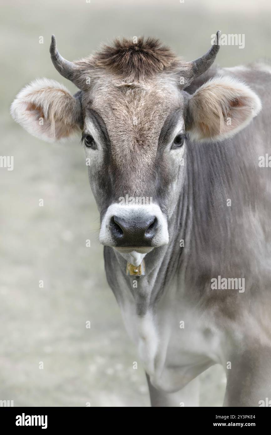 Un portrait d'un gris tyrolien aka gris tyrolien regardant dans l'appareil, fond beige doux Banque D'Images