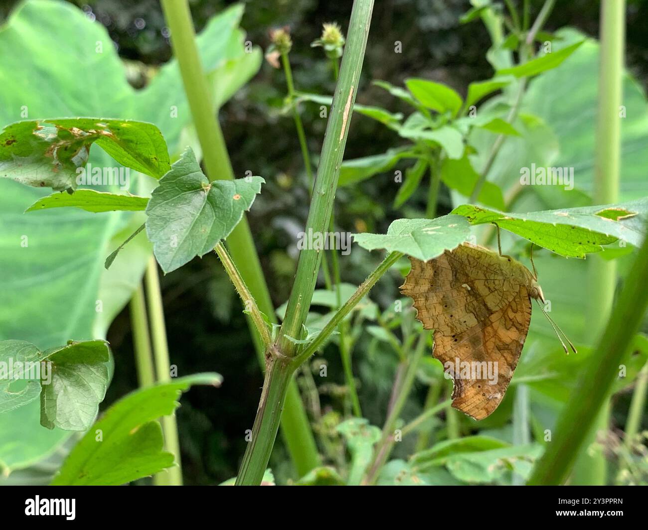 (Polygonia c-aureum lunulata) insecte Banque D'Images