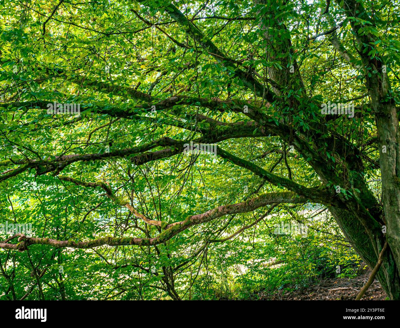Un vieil arbre avec de la mousse et beaucoup de branches ramifiées Banque D'Images