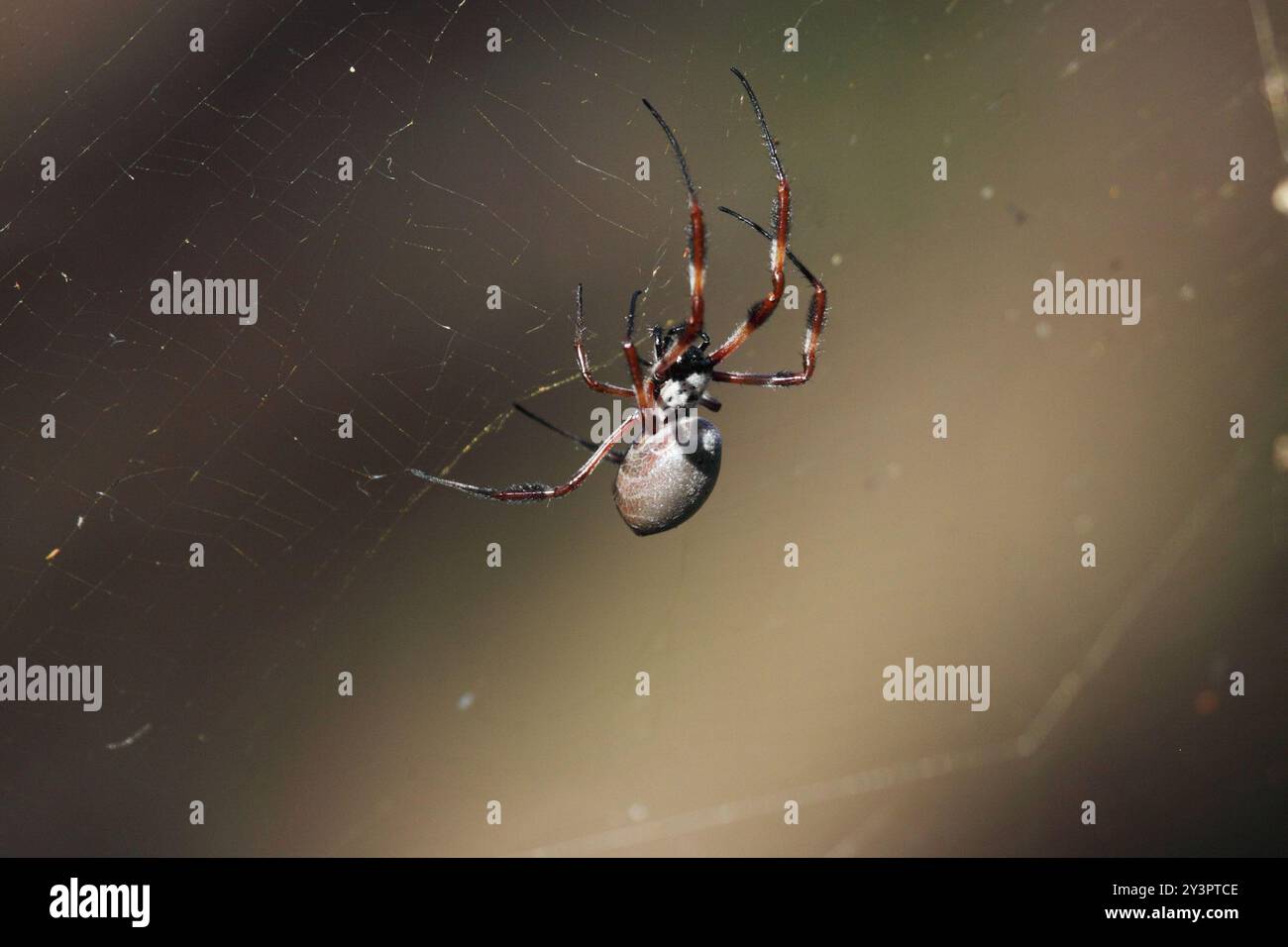 Australien Golden Orbweaver (Trichonephila edulis) Arachnida Banque D'Images