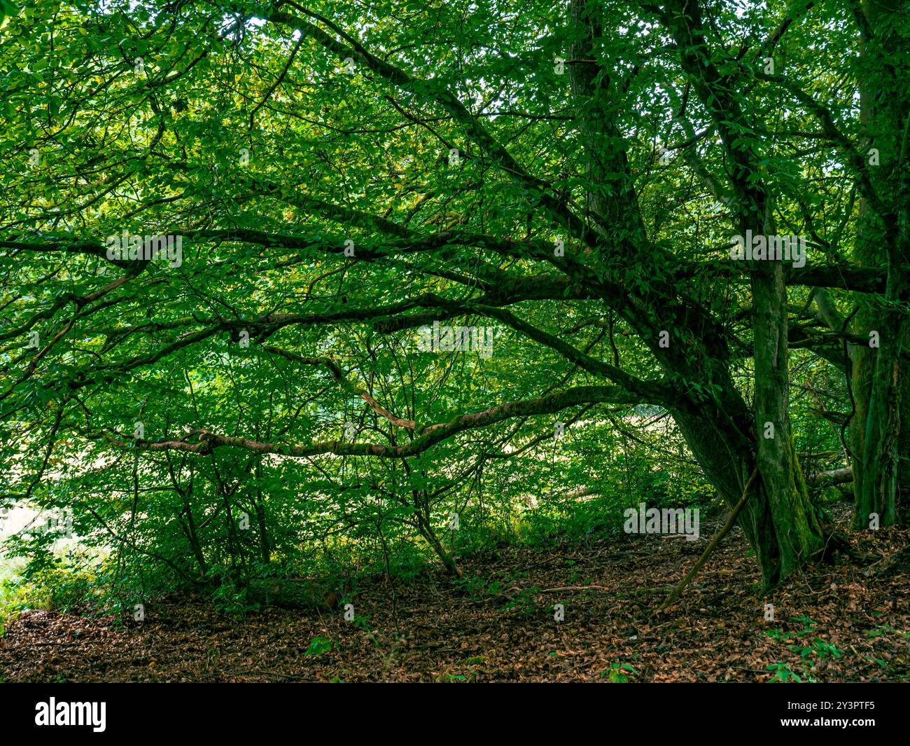 Un vieil arbre avec de la mousse et beaucoup de branches ramifiées Banque D'Images