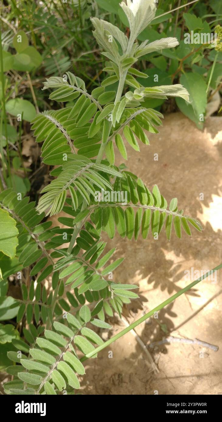 Plante de plomb (Amorpha canescens) Plantae Banque D'Images