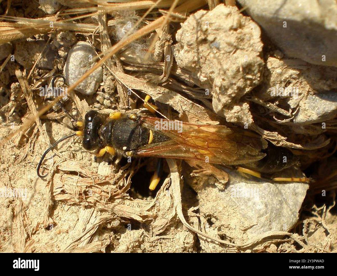 (Sceliphron destillatorium) insecte Banque D'Images