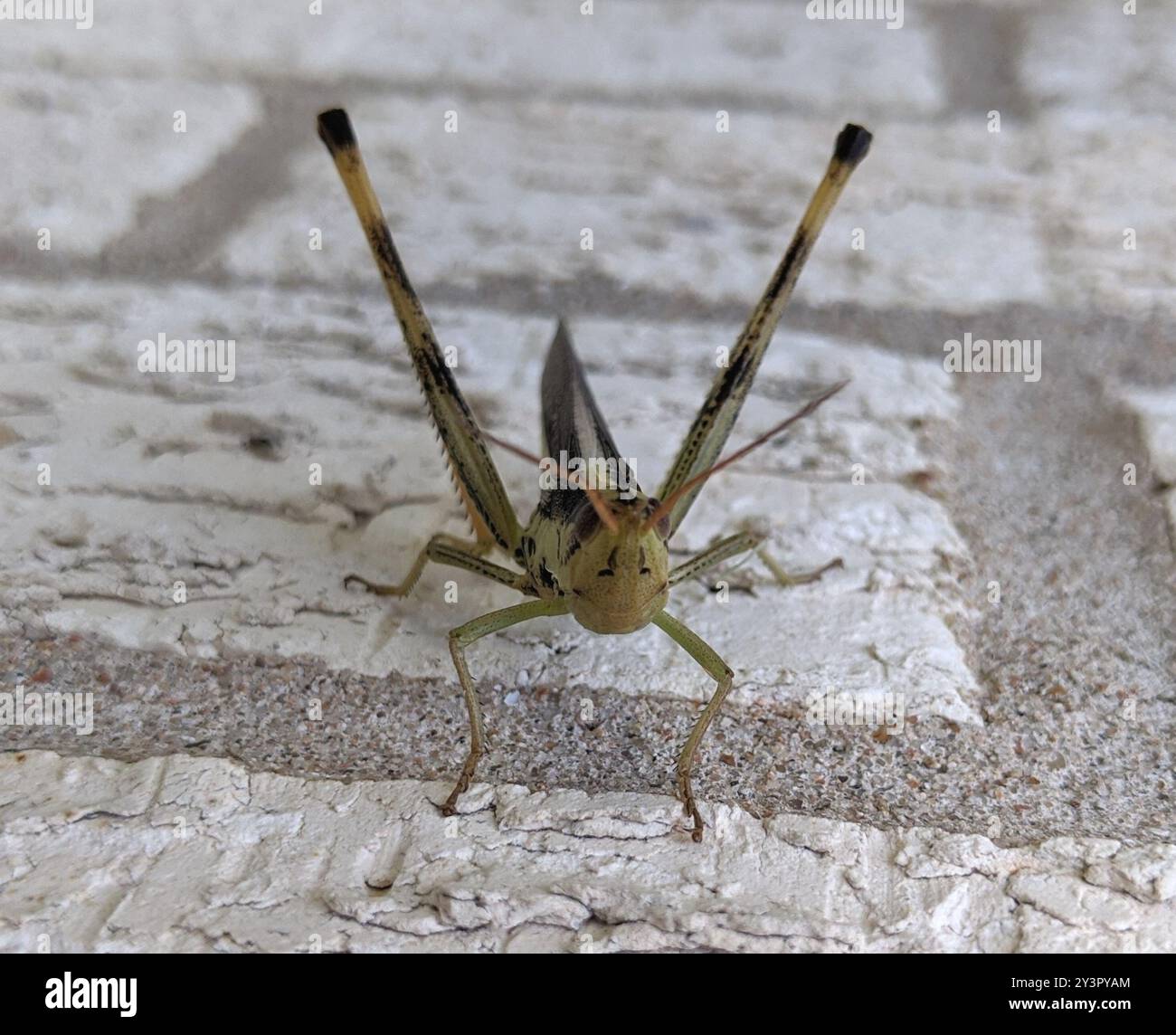 Mermiria (Mermiria bivittata) Insecta à deux rayures Banque D'Images