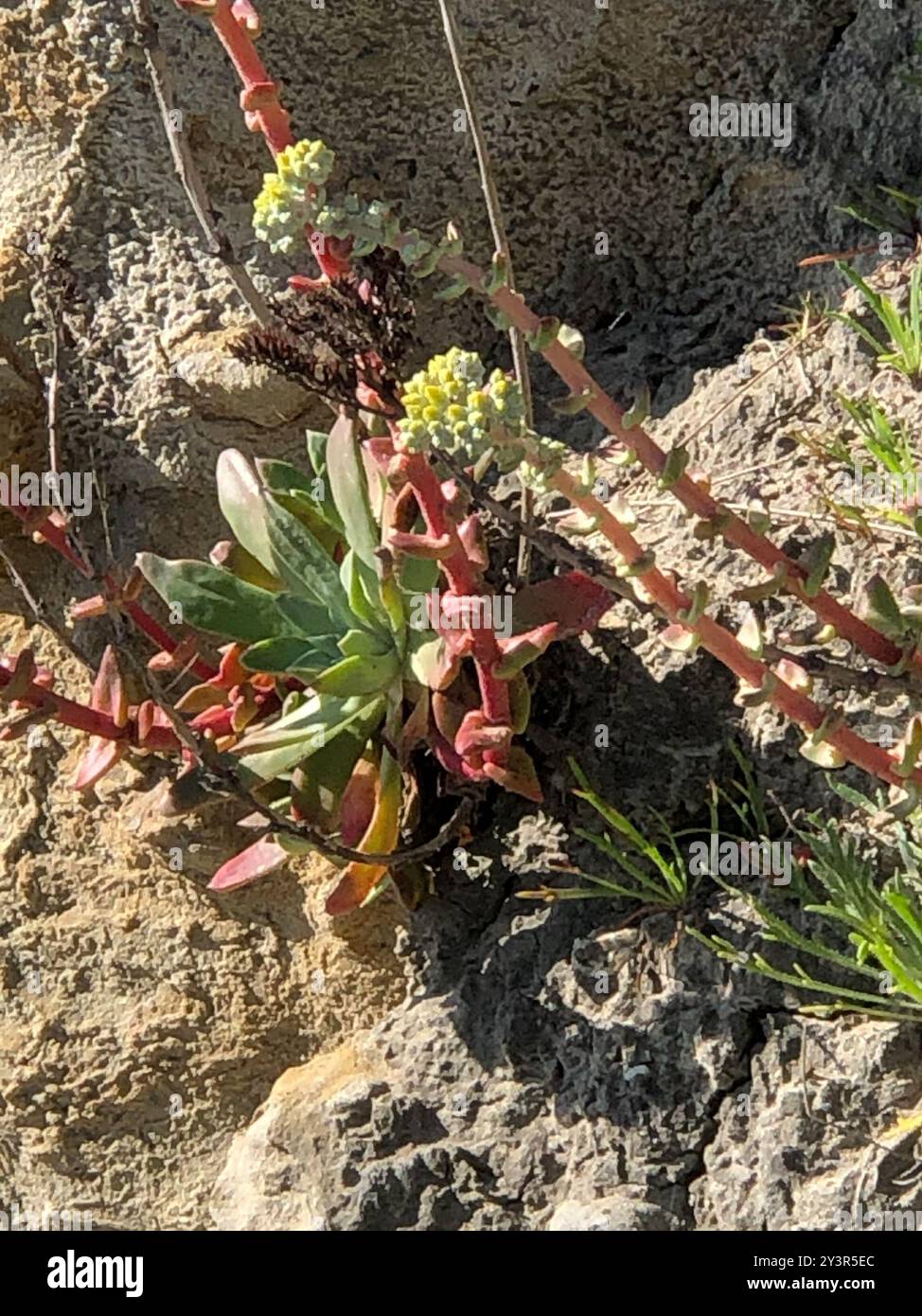 Côte Dudleya (Dudleya caespitosa) Plantae Banque D'Images