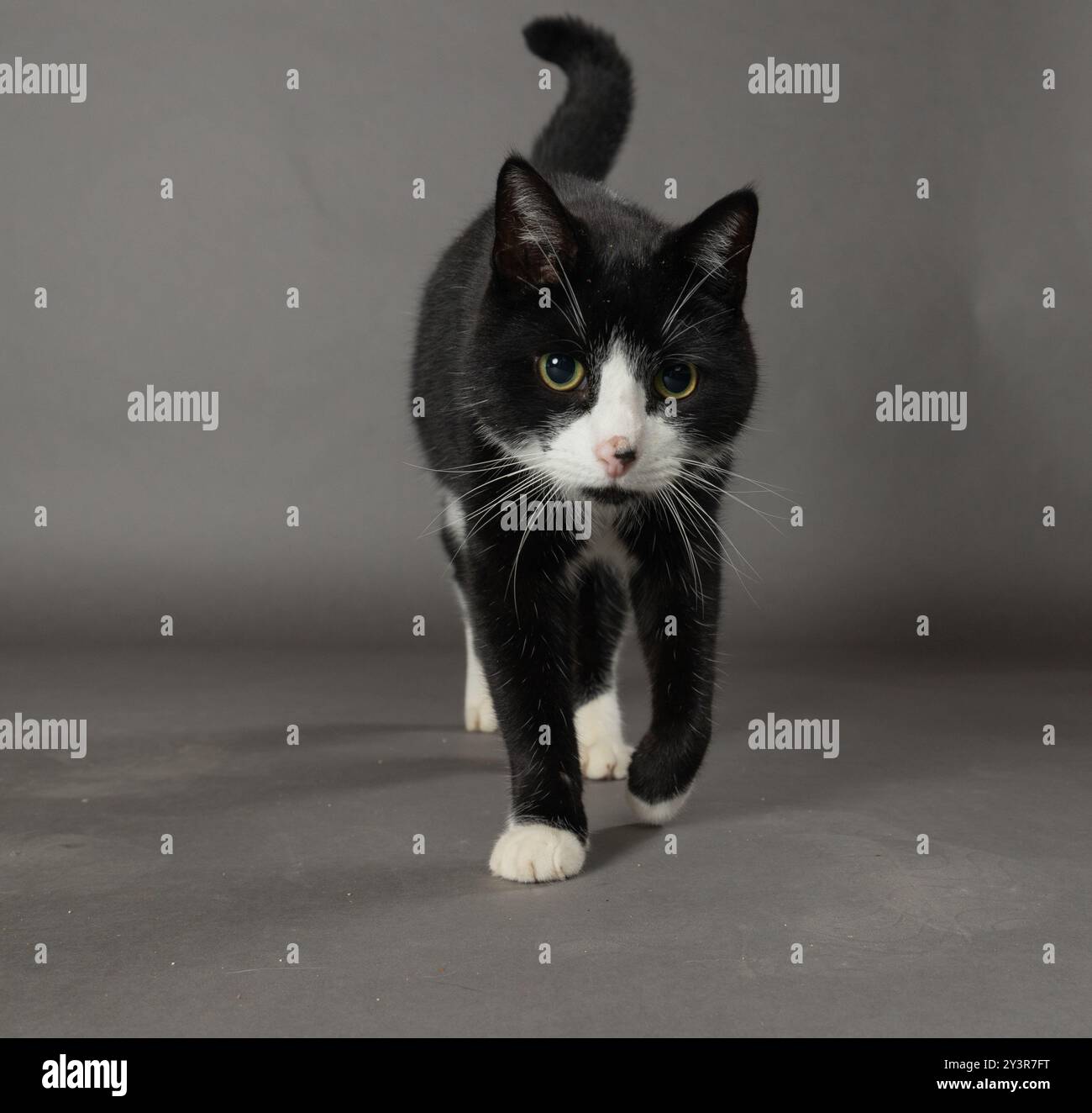 chat noir en studio Banque D'Images