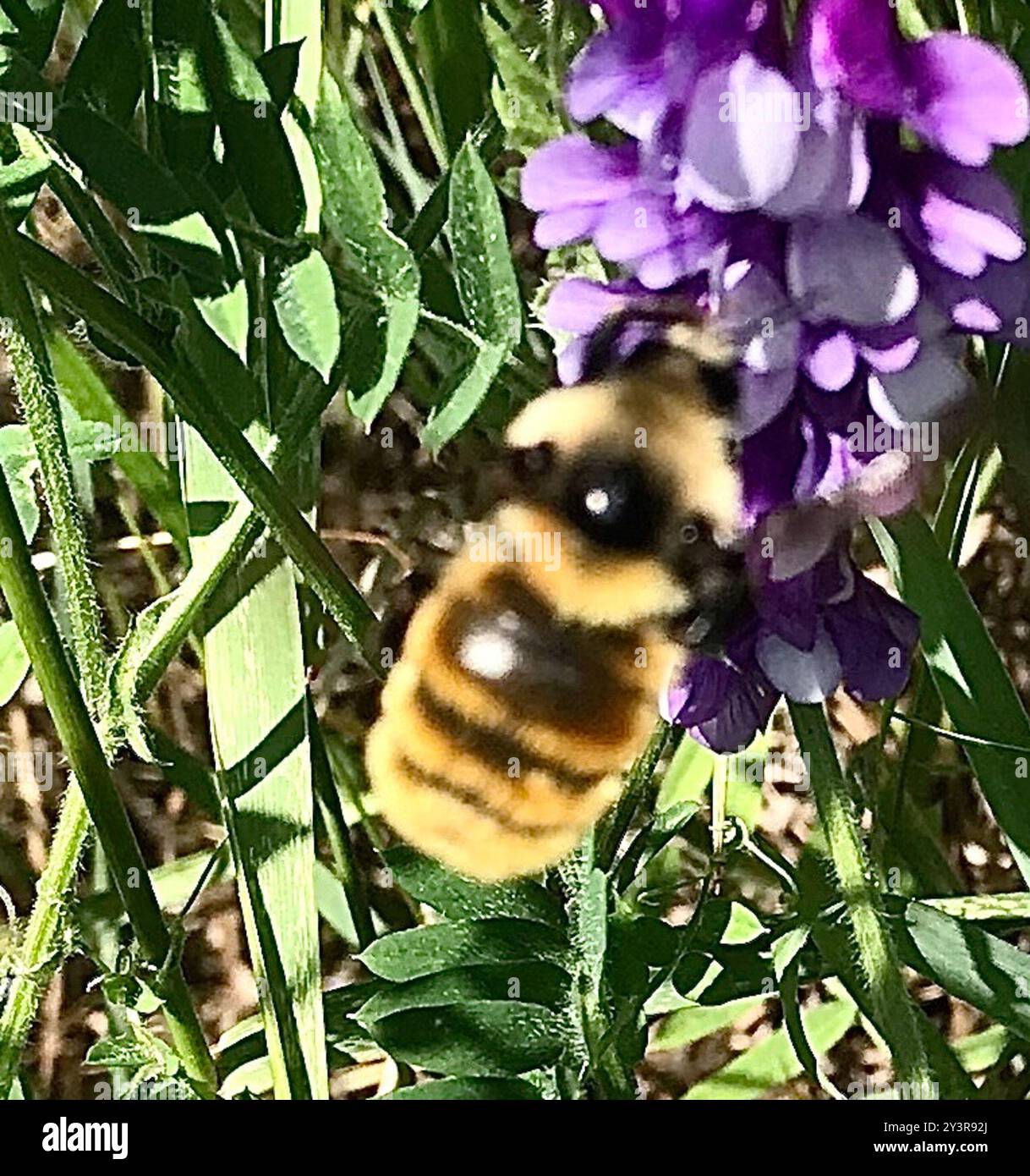Insecte de Bumble Bee (Bombus appositus) à épaules blanches Banque D'Images