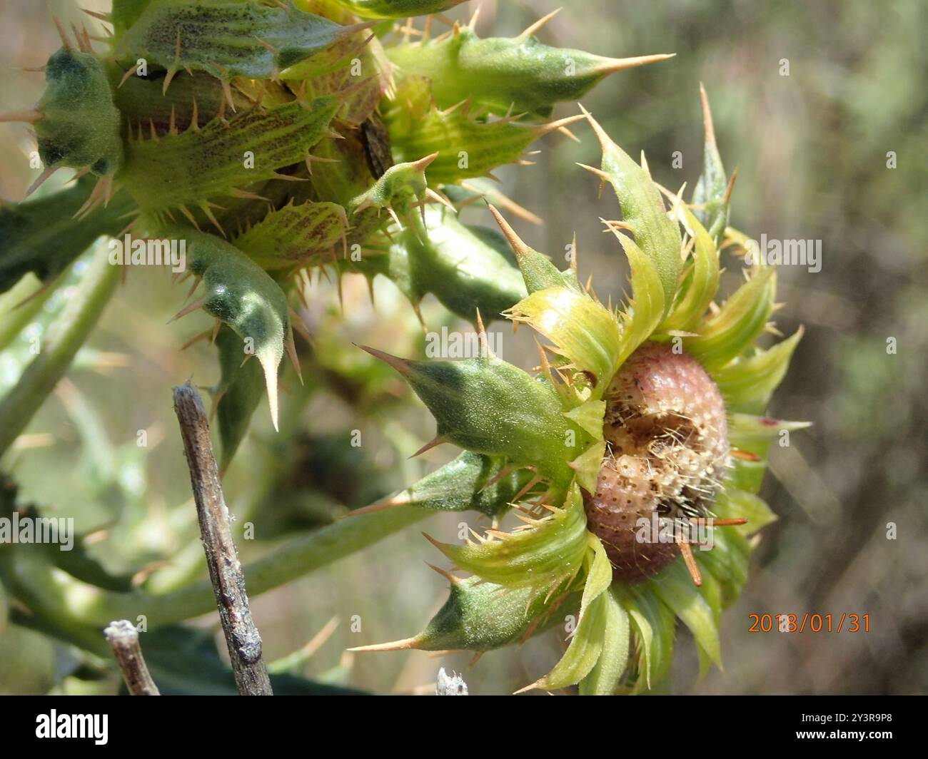 Chardon du Lesotho (Berkheya cirsiifolia) Plantae Banque D'Images