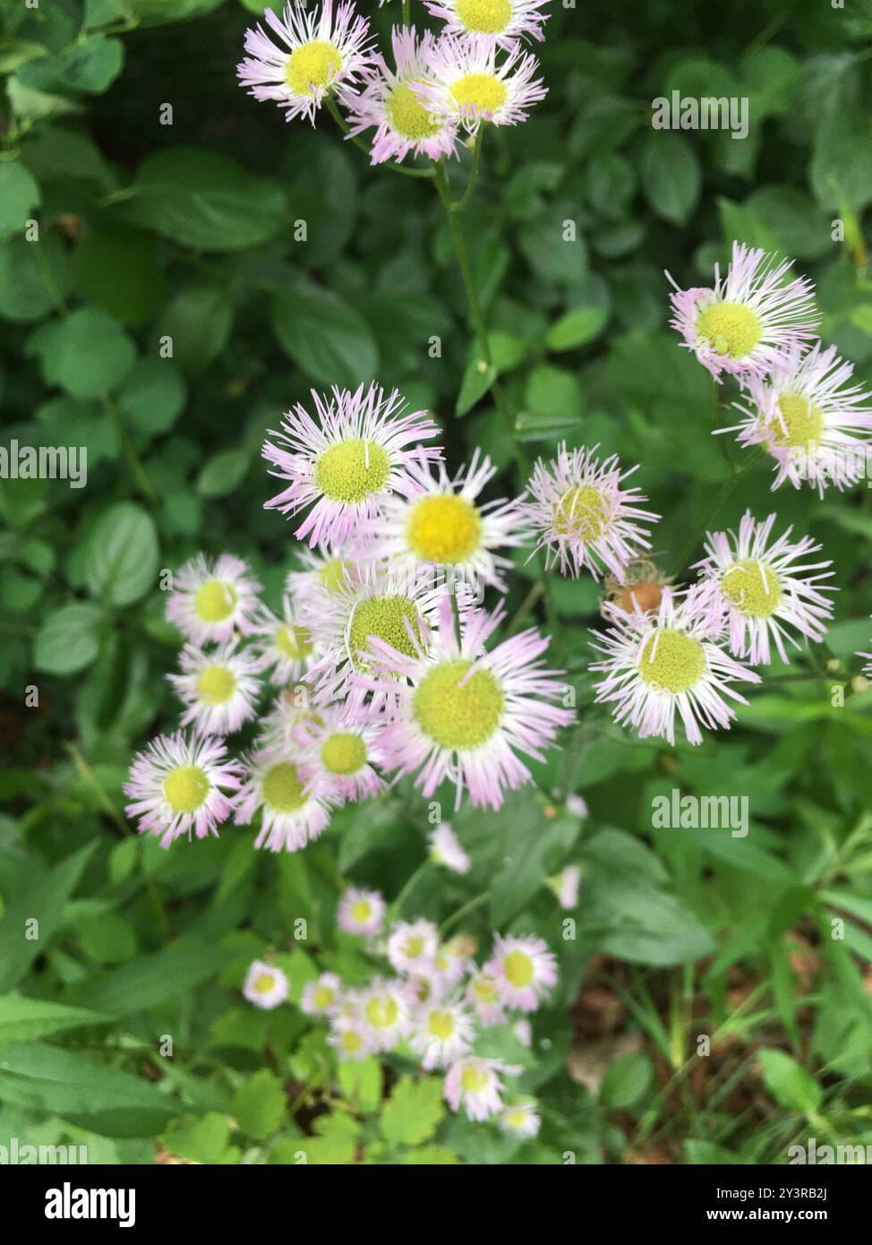 Philadelphie fleabane (Erigeron philadelphicus) Plantae Banque D'Images