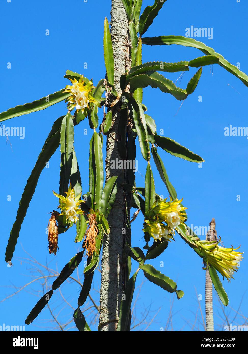 Cereus (Selenicereus undatus) Plantae à floraison nocturne Banque D'Images