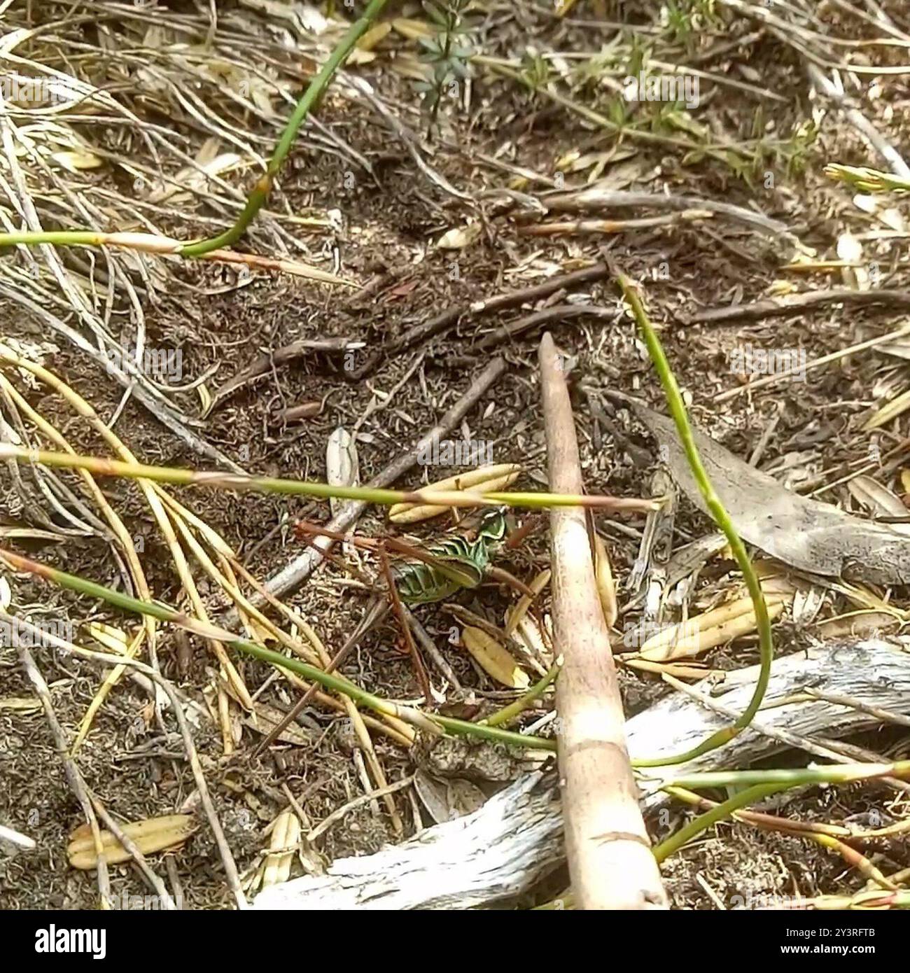 L'insecte australien de dos du bouclier (Austrodectes monticolus) Banque D'Images