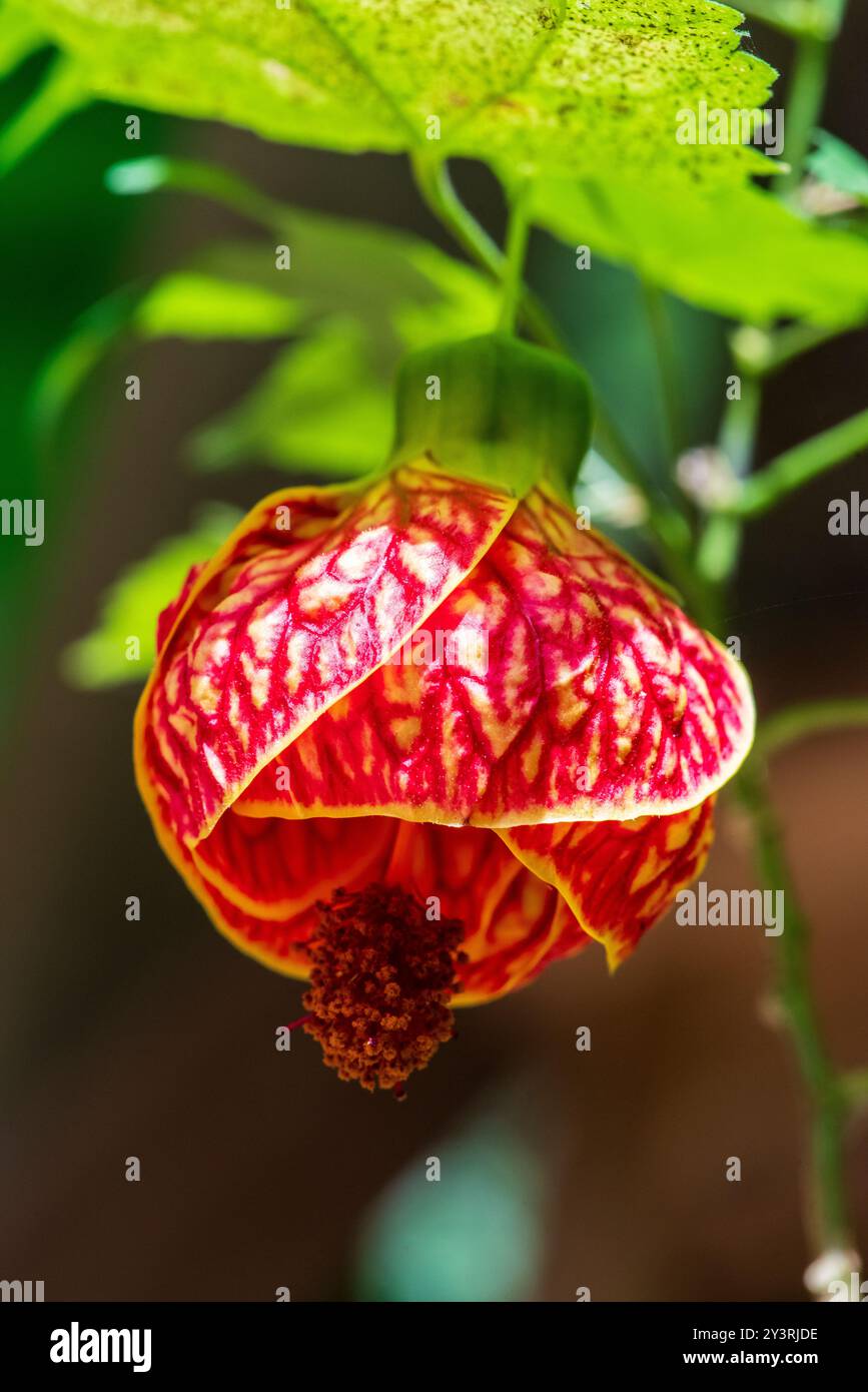 Abutilon pictum flower Banque D'Images