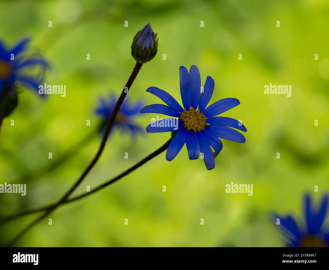 Gros plan de fleur de Marguerite kingfisher (Felicia amelloides) dans un jardin en été Banque D'Images