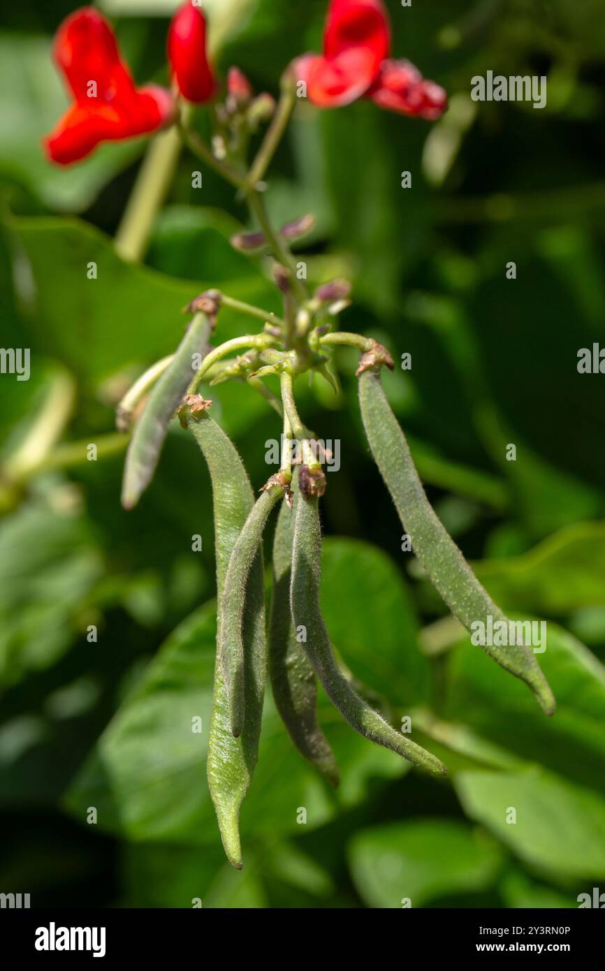 Gros plan de Runner Bean 'Kelvedon Marvel' poussant sur une parcelle de légumes dans un jardin Banque D'Images