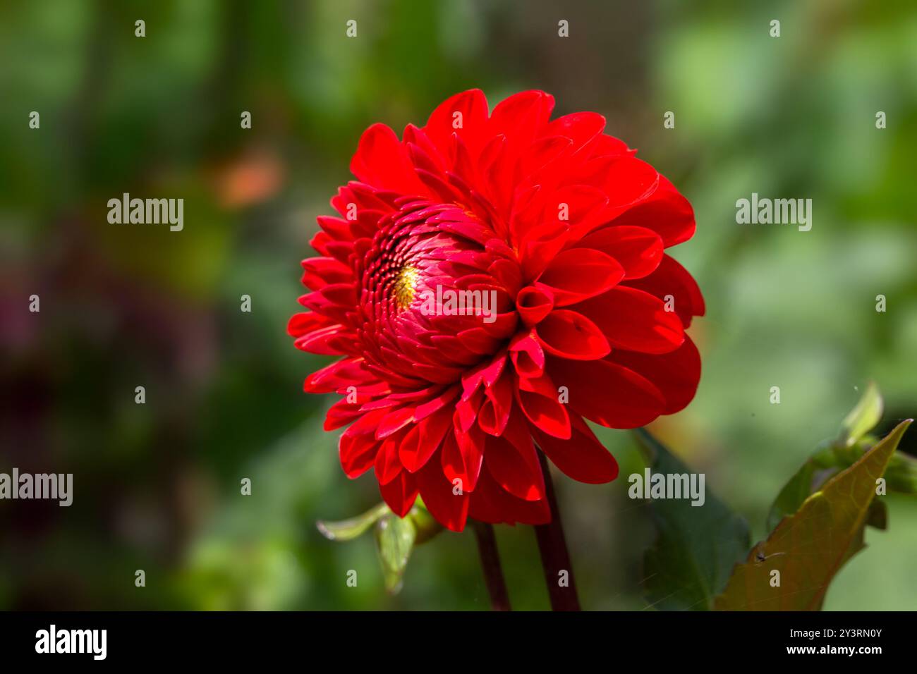 Gros plan d'une seule fleur de Dahlia 'Lismore Robin' dans un jardin en été Banque D'Images