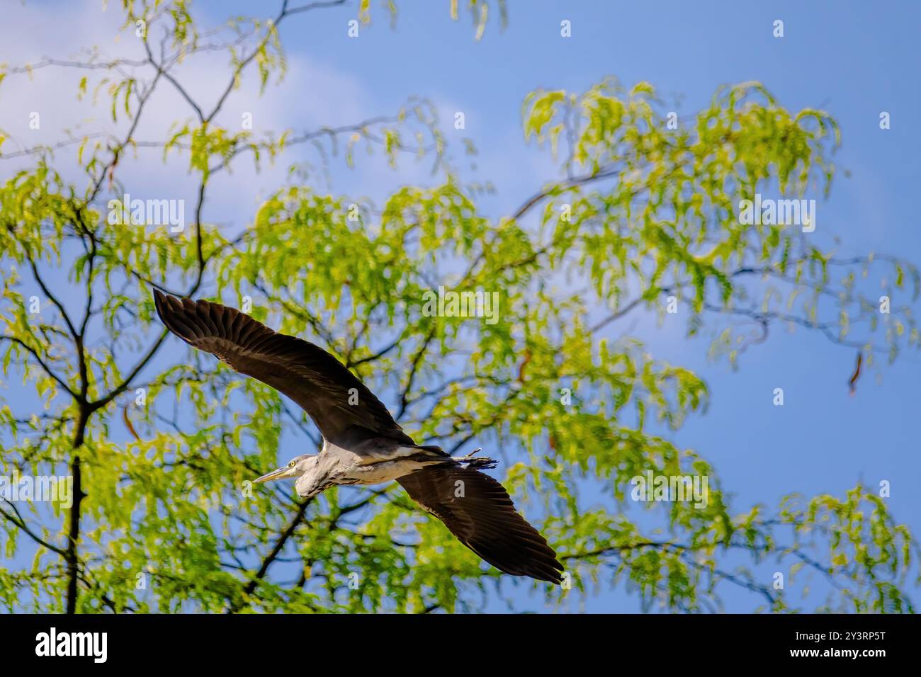 Le héron gris vole dans le ciel au-dessus d'un arbre. Le ciel est clair et bleu, et l'oiseau monte au-dessus de l'arbre Banque D'Images