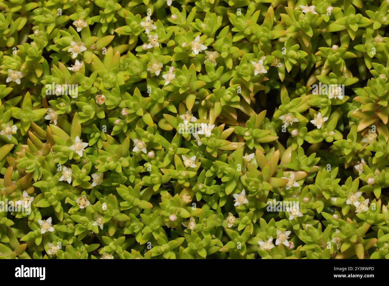 Pygmyweed de Nouvelle-Zélande (Crassula helmsii) Plantae Banque D'Images