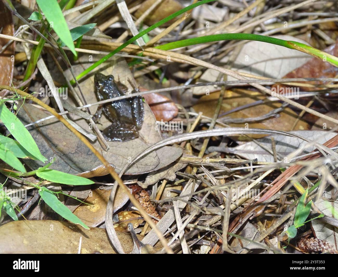 Amphibiens de grenouille cricket du Sud (Acris gryllus) Banque D'Images