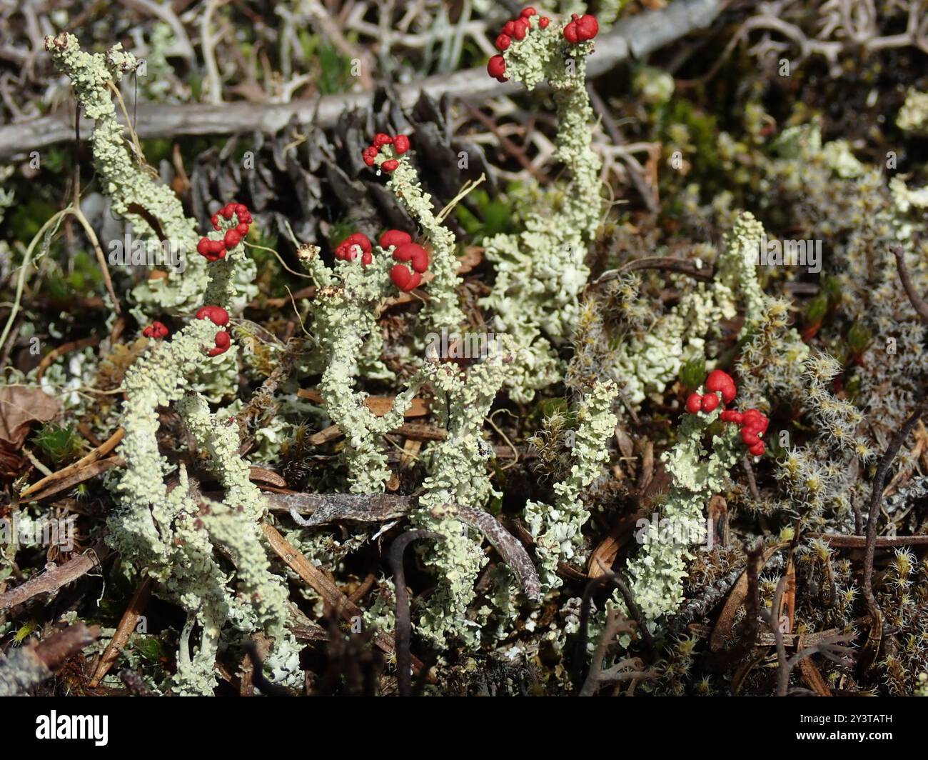 Soldats jouets (Cladonia bellidiflora) champignons Banque D'Images